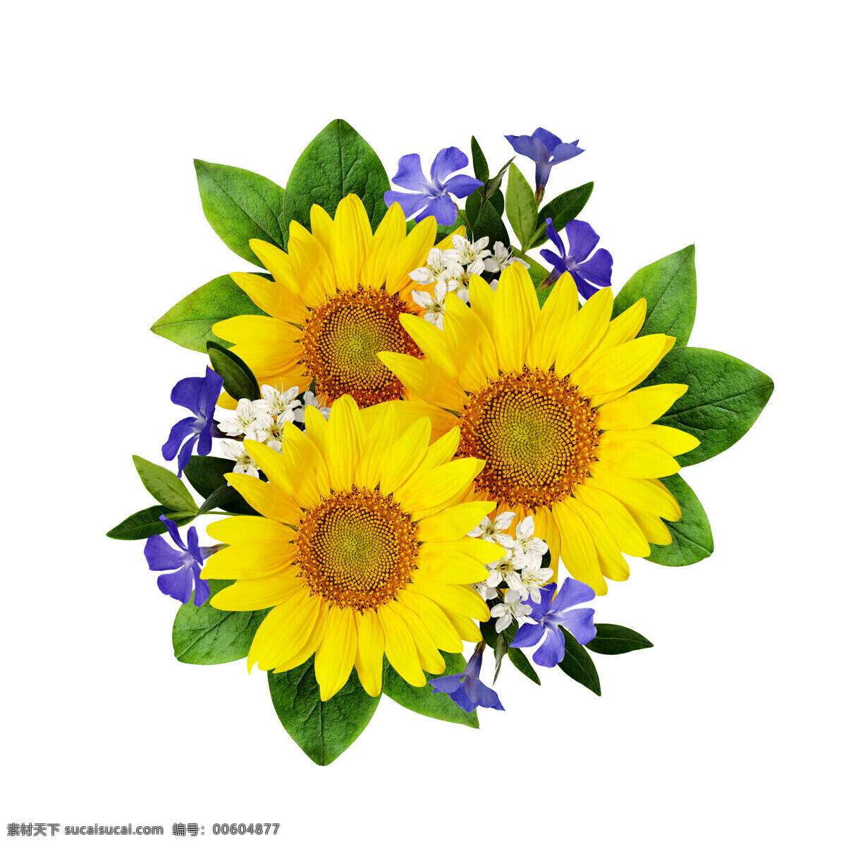 美麗 向日葵 特寫(xiě) 高清 向日葵植物 背景圖片 葵花 鮮花 太陽(yáng)花 植物 生物世界 花草