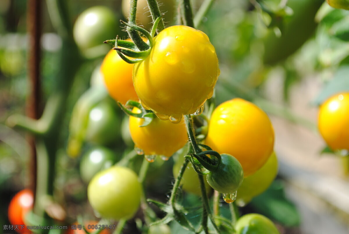 黄色 小 番茄 高清 小番茄 西红柿 黄色番茄 水果