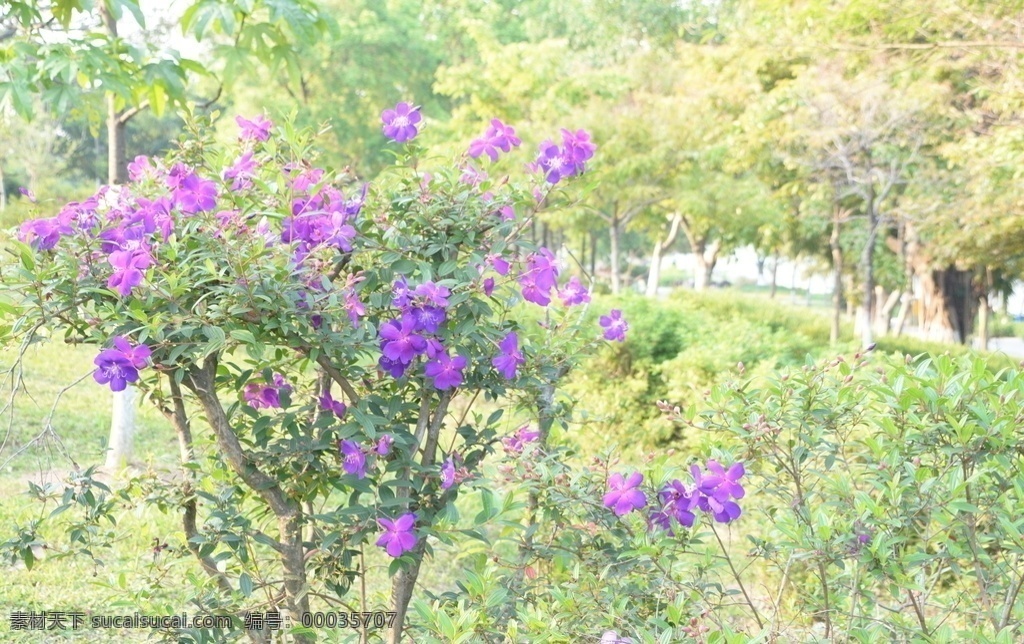 巴西野牡丹 牡丹 花朵 植物 紫色花朵 公园 风景摄影 旅游摄影 国内旅游