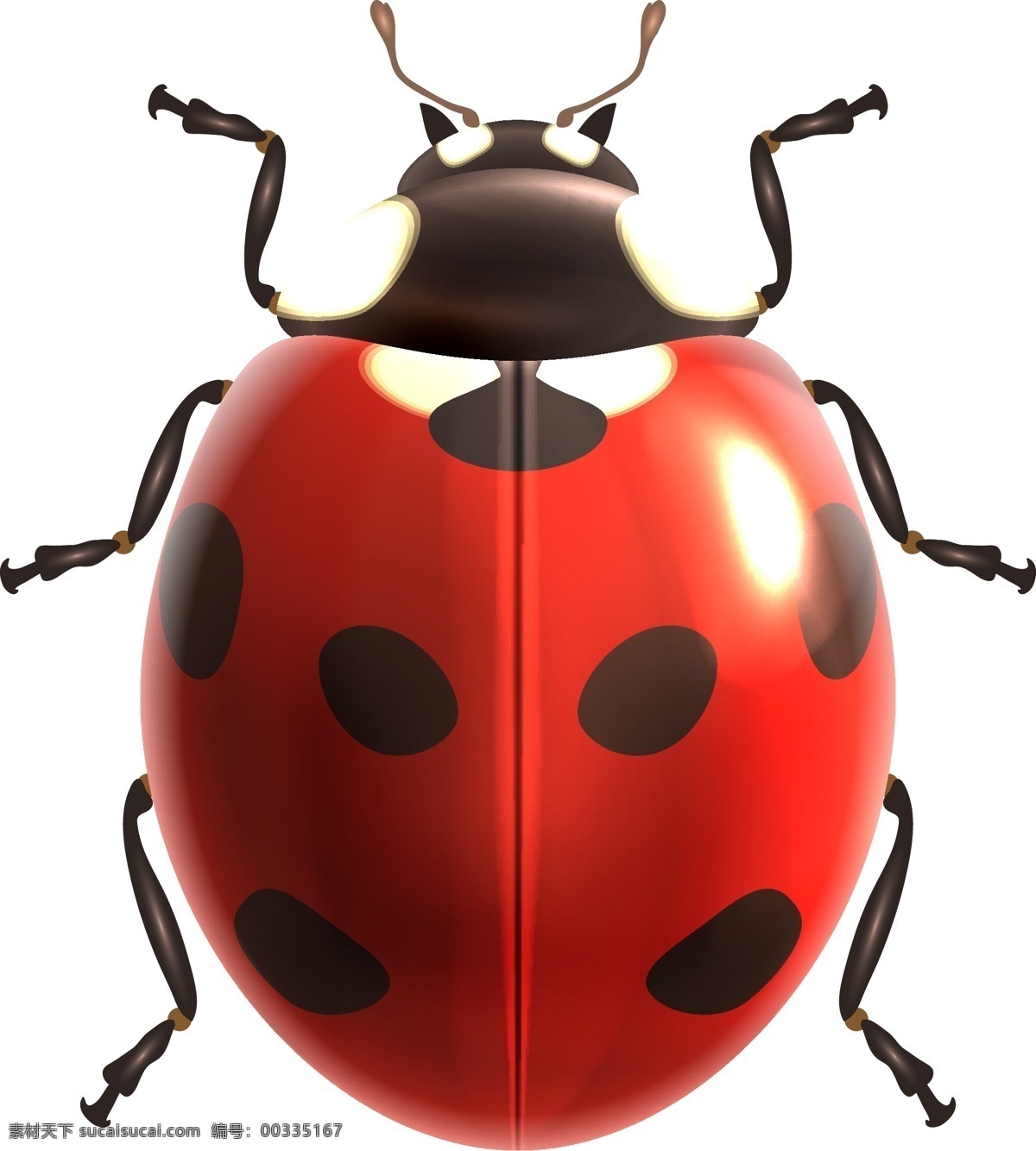 红 壳 七星 瓢虫 可爱 元素 设计素材 创意设计 动物 小动物 卡通 矢量素材 昆虫