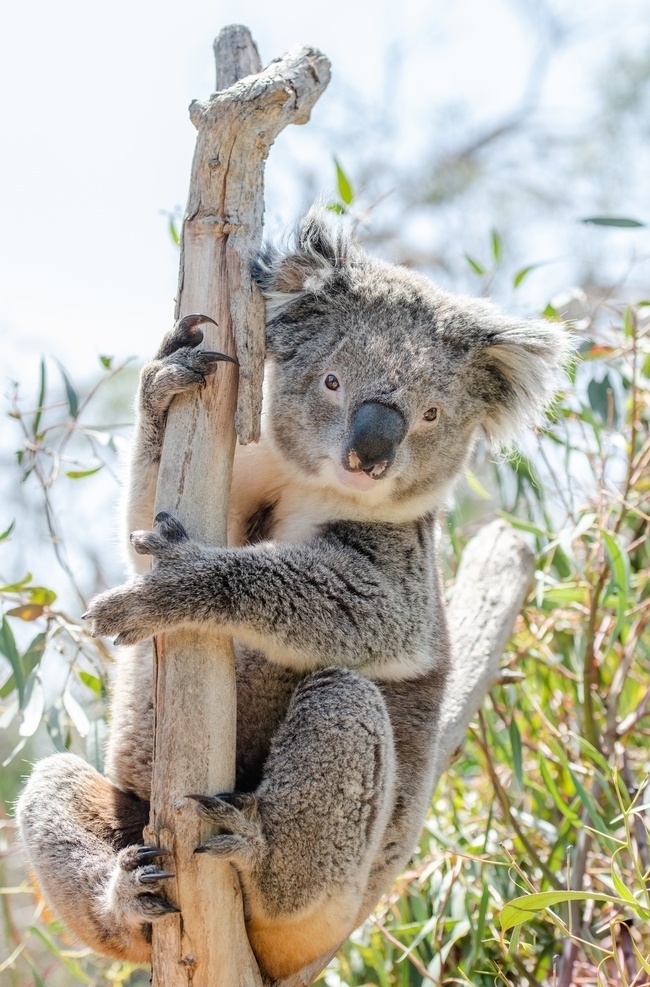 树袋熊 拥抱 澳大利亚 国宝 可爱 呆萌 动物 野生动物 树 树木 萌 绿叶 动物园 生物世界