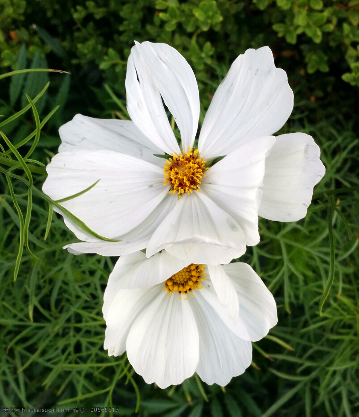 野花 沈陽(yáng) 園區(qū)內(nèi) 綠葉 針型 白花 黃芯 花草 生物世界