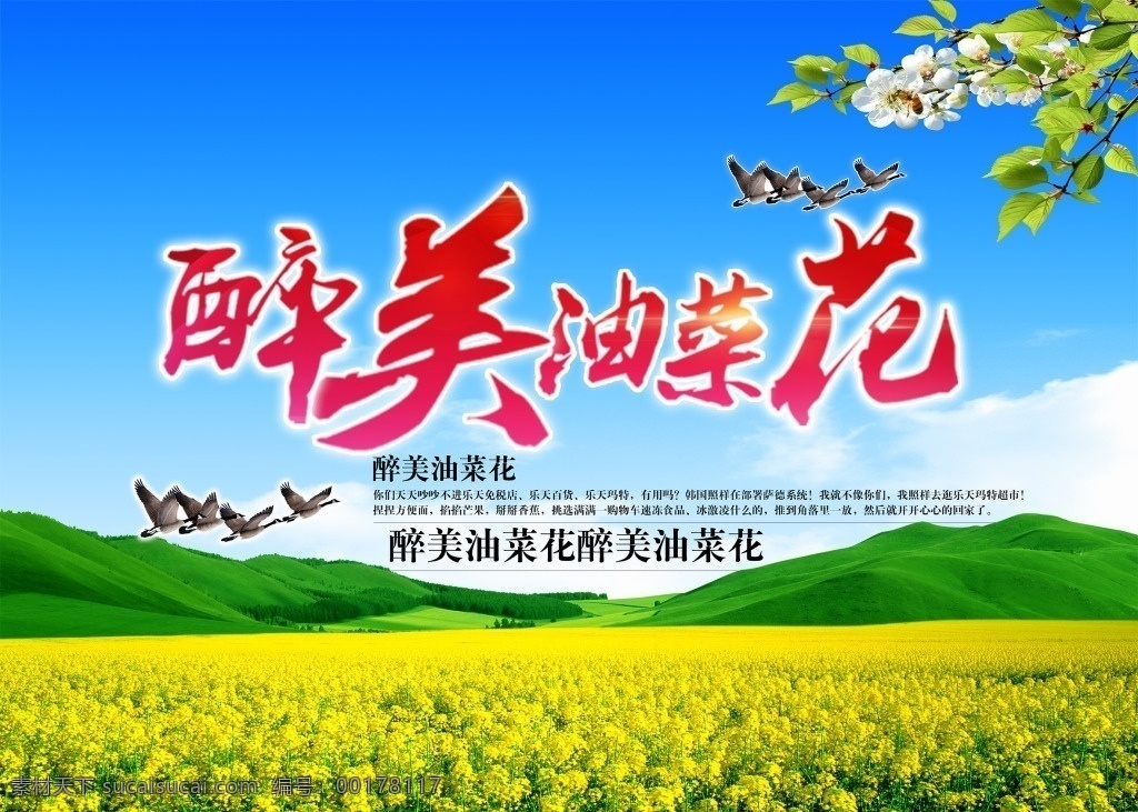 油菜花海 油菜 花海 美麗 藍(lán)天 白云