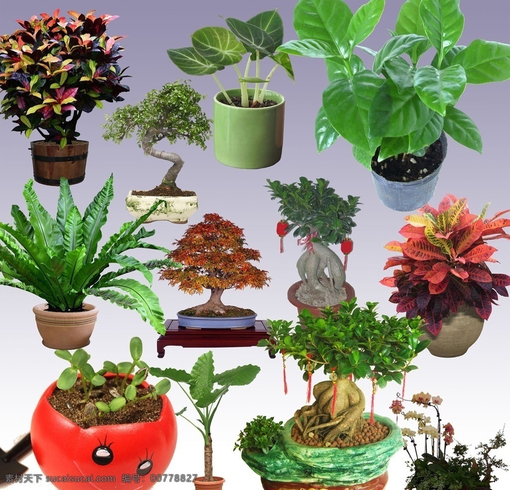 盆栽大全 盆栽盆栽 花草盆栽 分層 榕樹 綠色盆栽 室內(nèi)植物盆栽 室內(nèi) 盆栽源文件庫(kù) 盆栽 源文件 實(shí)用 花卉 盆景 花草 植物 綠葉 紅花 花盆 養(yǎng)植 種植 吊架 松柏 藝術(shù) 莖 葉 花 枝 鮮花 鮮艷 風(fēng)景 美麗 花朵 效果圖素材庫(kù) 盆栽素材 地產(chǎn)素材 設(shè)計(jì)類