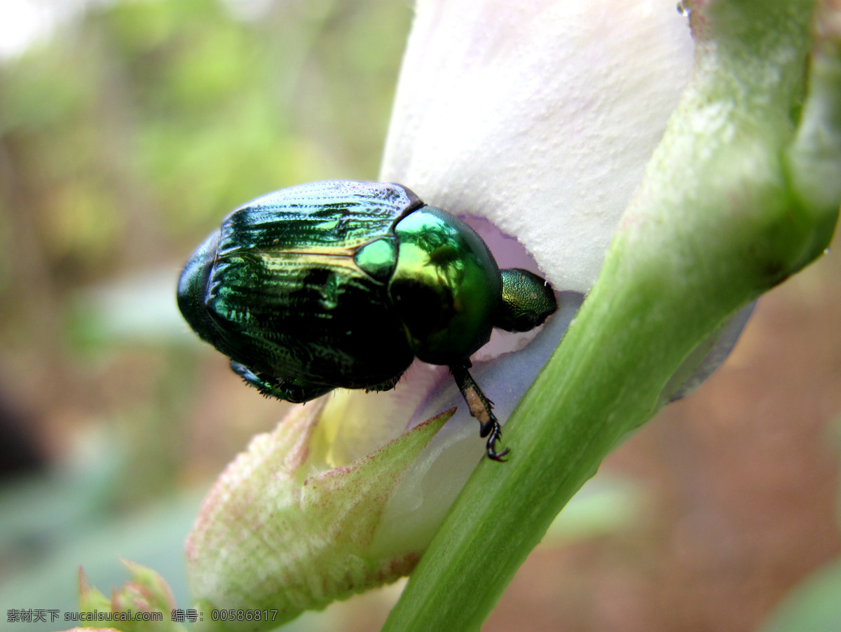 无脊椎动物 昆虫纲 鞘翅目 杂食性害虫 铜绿金龟子 昆虫 生物世界