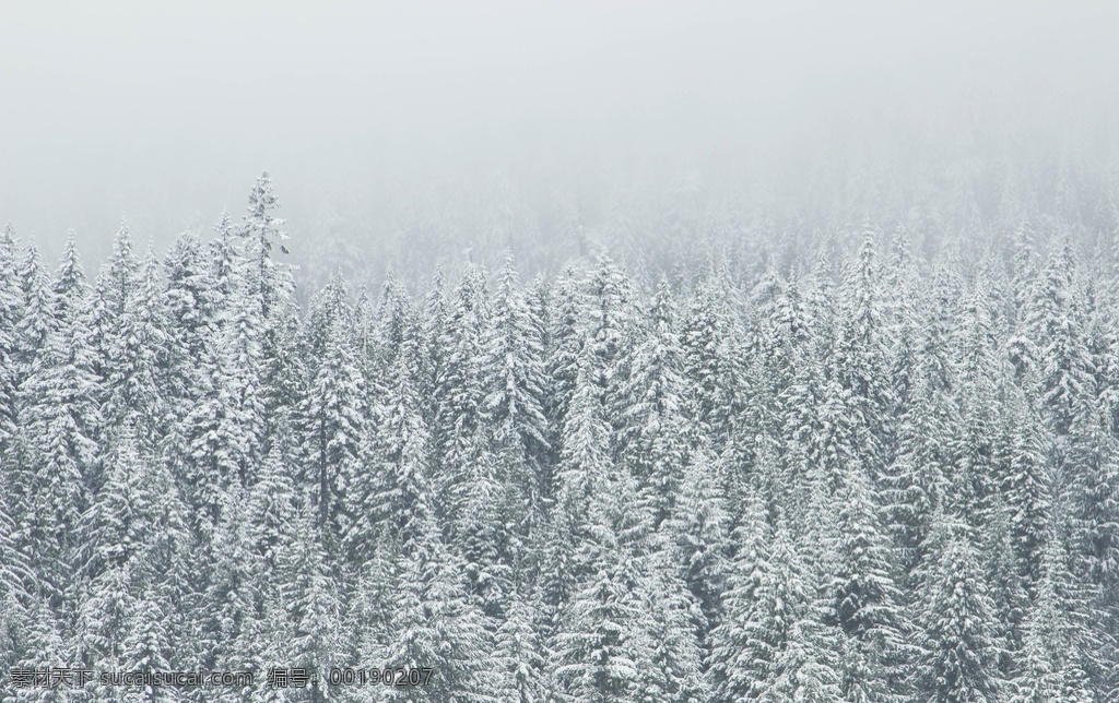 雪山 丛林 自然生态 背景 自然 生态 杂图