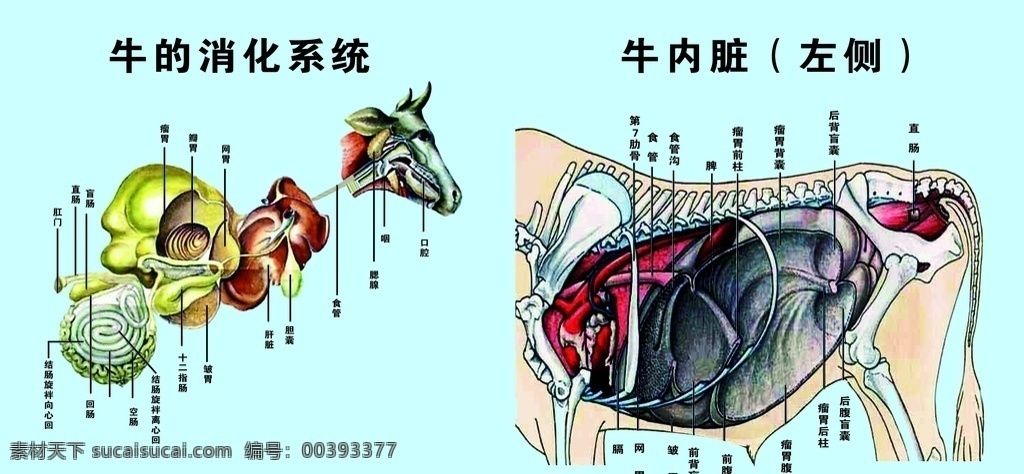 牛 消化系统 牛的消化 系统 内脏 左边 分析 分层