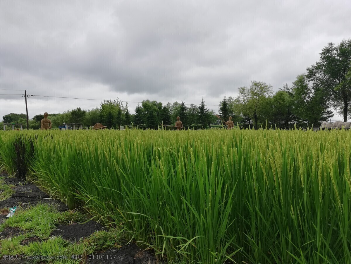 水稻田图片 水稻 石板地 大米 土地 农村 自然景观 自然风景
