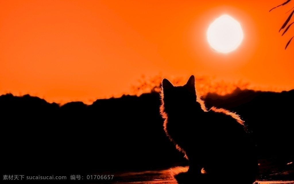 落日 下 猫咪 黑猫 宠物 动物素材 背影 天空 太阳 头像 高清 壁纸 宠物素材 生物世界 家禽家畜