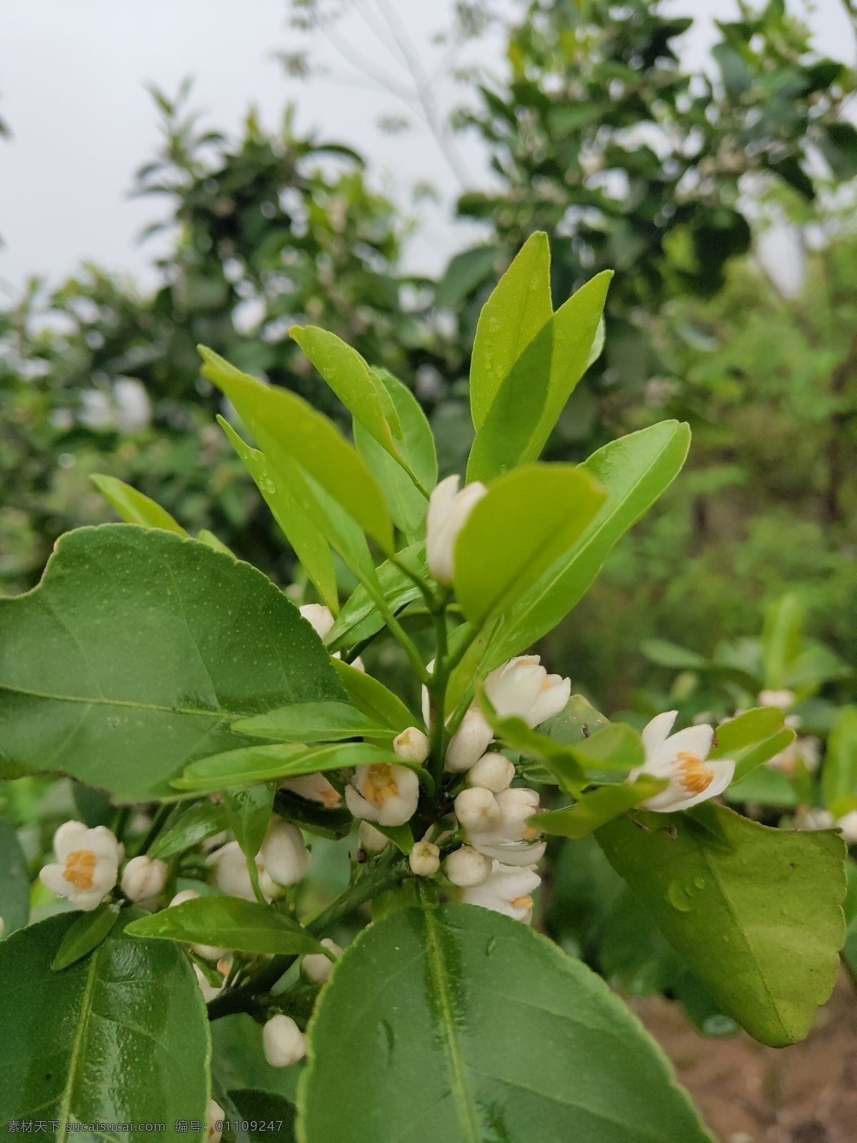 桔子樹 桔子 樹 特寫 桔子葉 桔子花 花 鏡頭 自然景觀 自然風(fēng)景