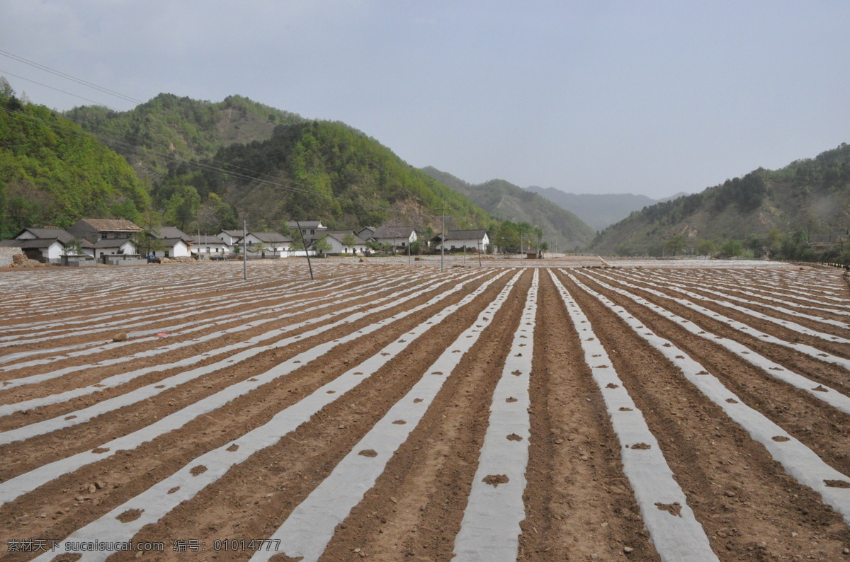 地膜 玉米 種植區(qū) 柞水 下梁鎮(zhèn) 西川 地膜玉米 種植 現(xiàn)代科技 農(nóng)業(yè)生產(chǎn)