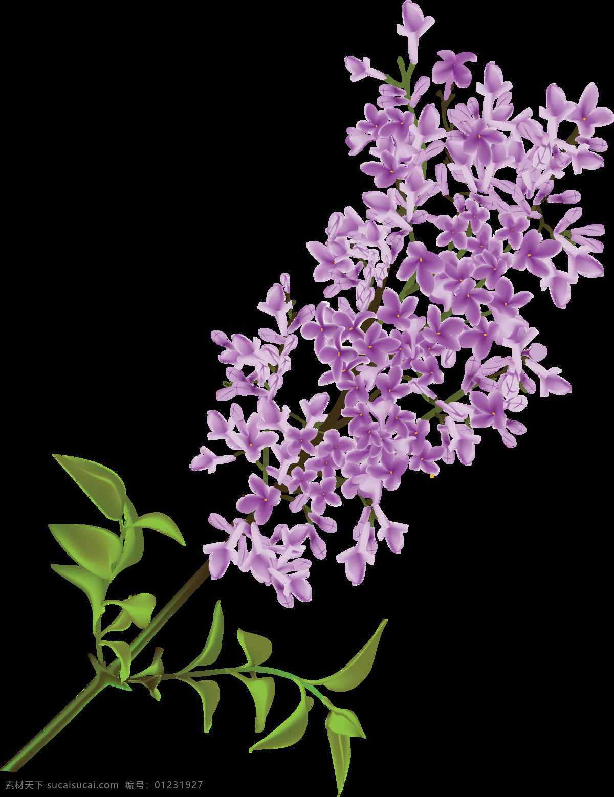 丁香花 花 丁香 自然 春天 清新 淡雅唯美的 花朵 鮮花 粉色 花瓣 盛開 花蕊 植物 生物世界 花草 園林 樹 白色 自然美 風(fēng)景 風(fēng)光 旅行 旅游 旅游勝地 綻放 茂盛 嬌嫩 戶外 白晝 特寫 彩色圖片 立春 季節(jié)符號(hào) 無人 部分 樹枝 水平構(gòu)圖 花卉 免摳 免摳圖片