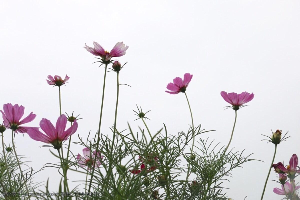 鮮花 紅色小花 一片格?；?野花 生物世界 花草