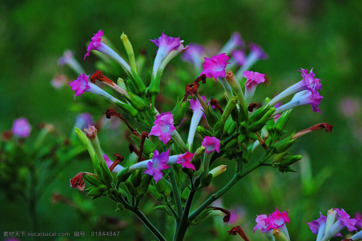 烤煙花 烤煙 煙草 煙葉 煙花 煙草花 煙樹 煙葉子 烤煙種植 煙籽 生物世界 花草