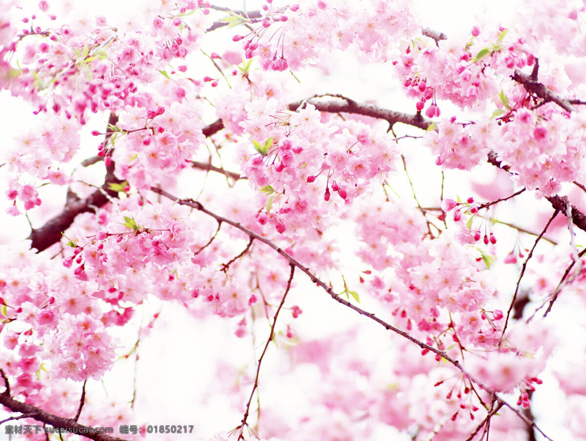 粉色 山花 烂漫 唯美 意境 高清 背景 3d贴图素材 非主流 摄影素材 桃花 背景图片