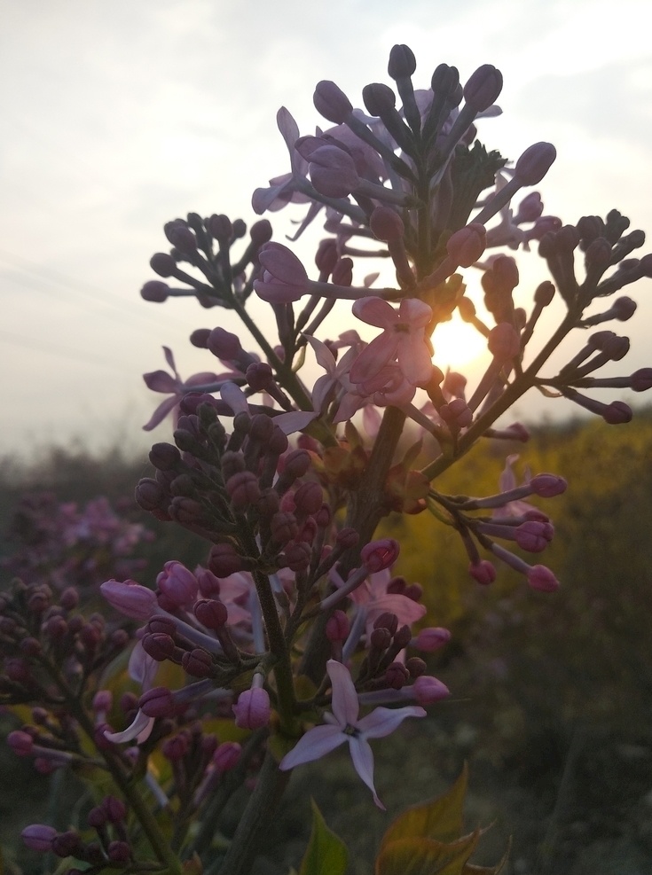 紫丁香 丁香樹 丁香 丁香花開 丁香花苞 花苞 春天丁香開 丁香開花 開花 春天 生物世界 花草