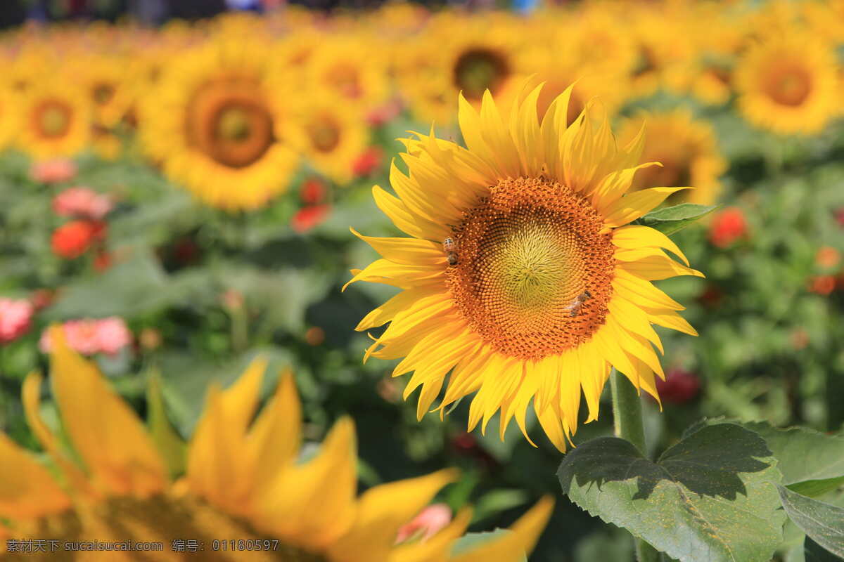 向日葵 太陽花 葵花 花海 花藤 門花 花海田 鳳凰花海 花朵 瓣 向日葵花 金黃向日葵 黃色向日葵 高清向日葵 向日葵特寫 向日葵局部 部分 放大 花卉 花兒 金黃色 葵瓜子促銷 葵瓜子海報 葵瓜子背景 葵花籽背景 盛放 綻放 樂觀 高清 花 向日葵背景 太陽 葵花籽 花籽 生物世界 花草
