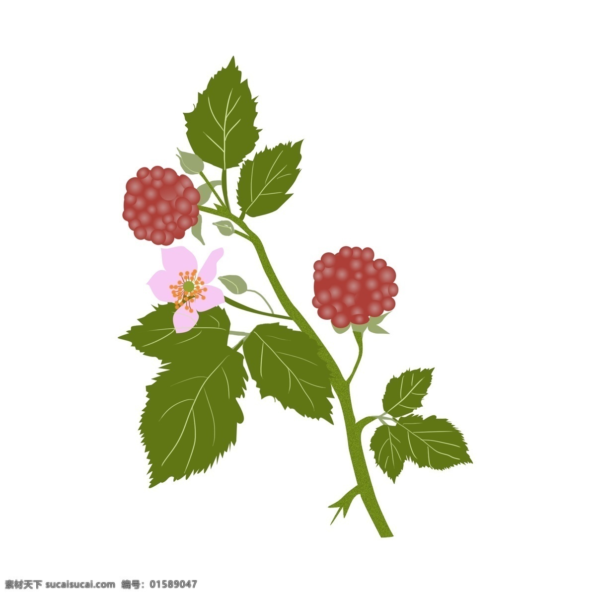 覆盆子 紅色 手繪 植物 元素 植物元素 綠色 葉子 花朵