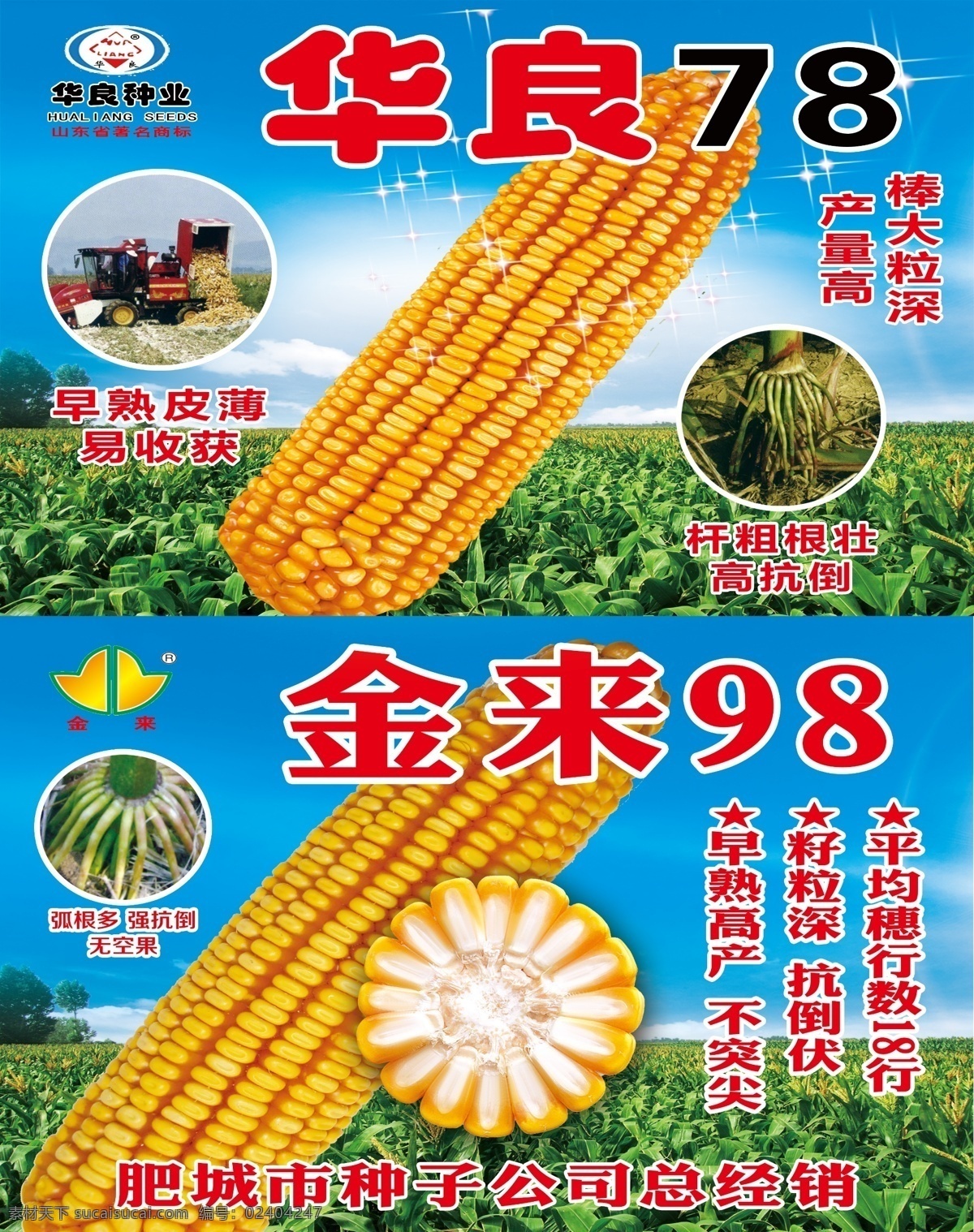 華良78 超級玉米 登海605 農(nóng)副產(chǎn)品 化肥種子門頭 水果蔬菜門頭 面粉門頭 農(nóng)資超市門頭 農(nóng)副產(chǎn)品門頭 農(nóng)藥門頭 農(nóng)機門頭 農(nóng)具門頭 種子 玉米 公司 粒大 高產(chǎn) 綠色背景
