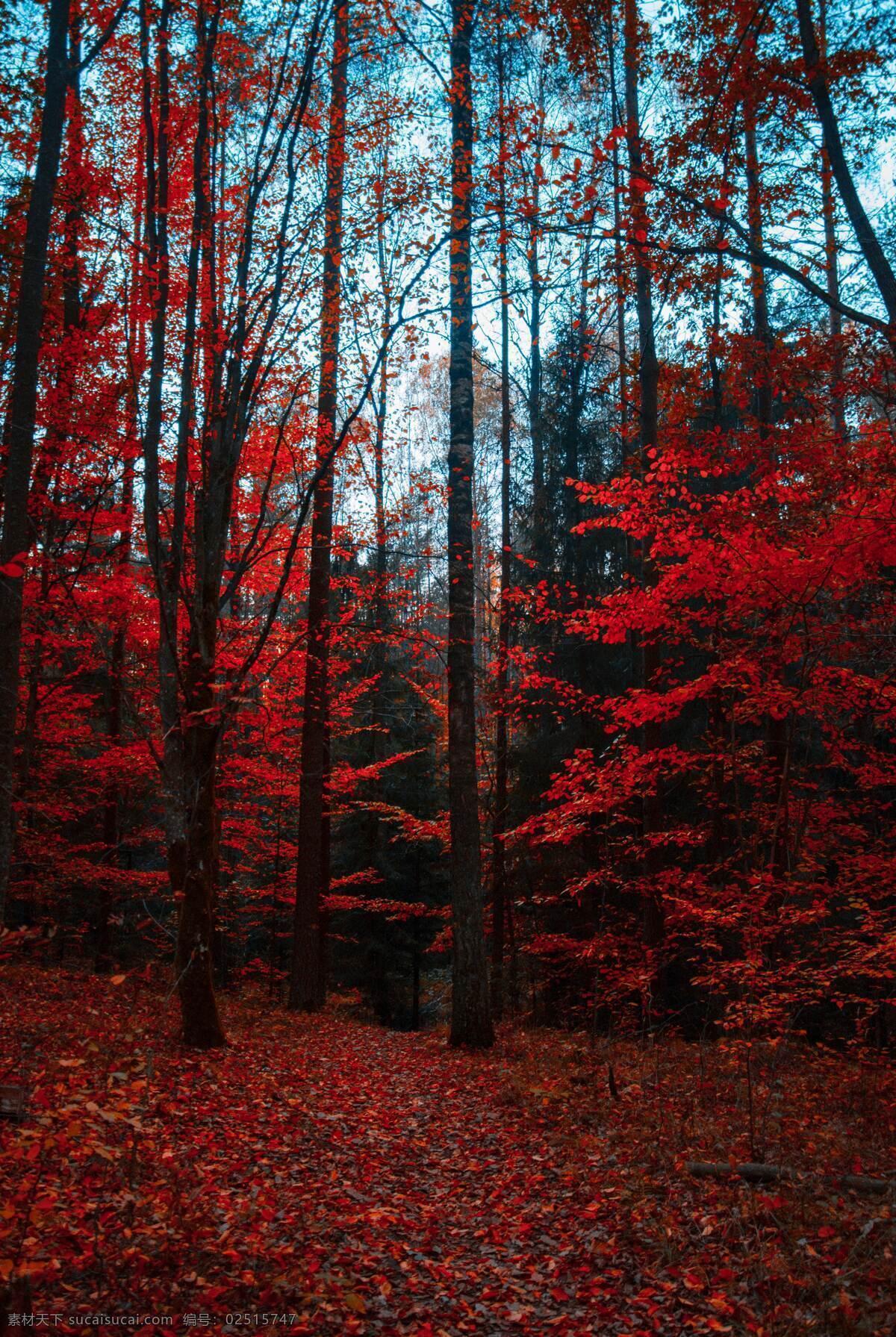 红色的树林 路 森林的路 林间小道 林间大道 落叶 黄叶 黄昏 枫叶 秋天的树 金色的秋天 金色的树 秋天 深秋 树 树林 树干 树木树叶 风景 自然景观 自然风景