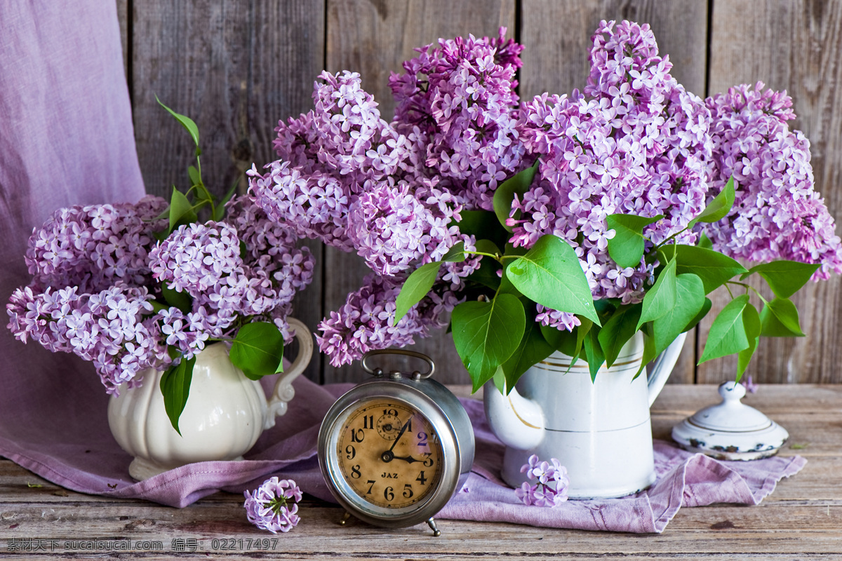 盆栽 紫色 鲜花 摄影图片 植物 摆设 生物世界 花草
