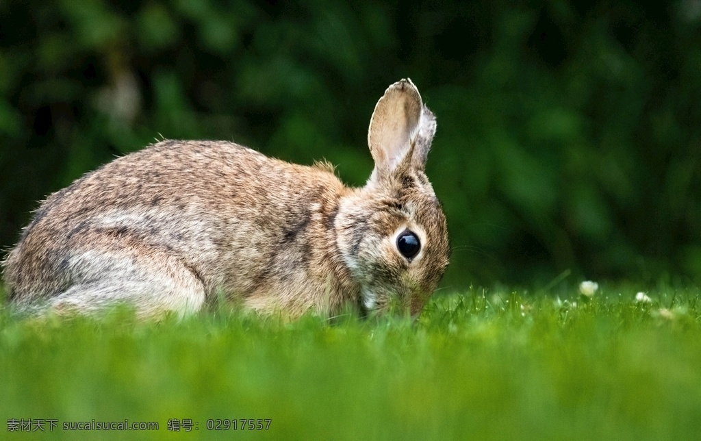 兔子 野生动物图片 兔兔 小兔子 兔子素材 兔子背景 可爱 萌 自然景观 自然风景 花巨兔 花兔子 草坪上的兔子 黑白兔子 农业 野外 草地 胡萝卜 风景画 共享 旅游摄影 人文景观
