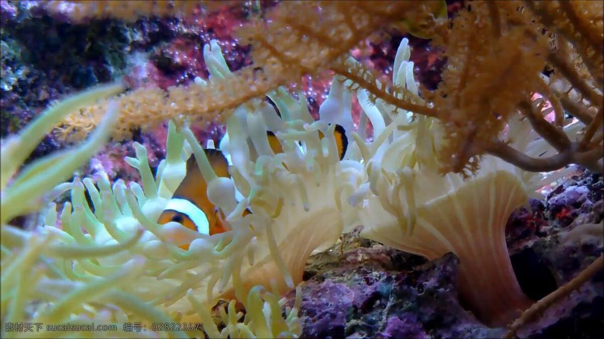 小丑 鱼 海葵 视频 海底世界 海洋 海水 大海 小丑鱼