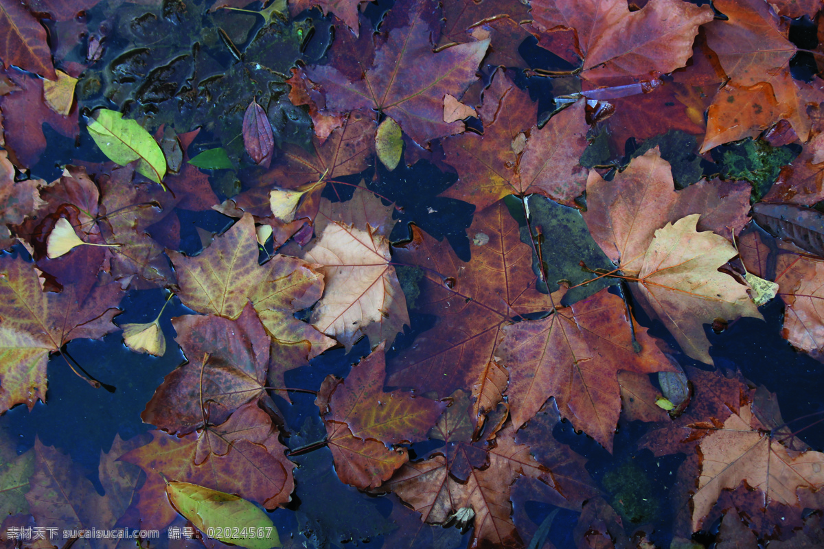 落叶图片 池中落叶 落叶 秋天落叶 叶 摄相机 高清 生物世界 树木树叶