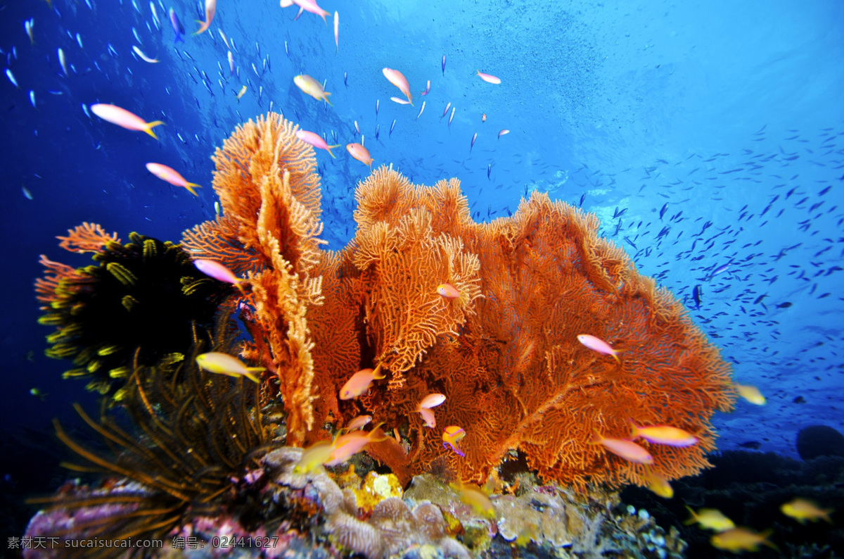自然风光 海底 世界 平面 模板 海底世界 小鱼 珊瑚 褐色珊瑚 礁石 自然风景 自然景观 黑色