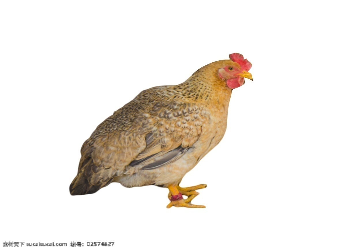 自由自在 下蛋 鸡 母鸡 动物溜溜达达 家禽 下蛋母鸡 敏捷 速度 踱来踱去 吃虫子和粮食 美食