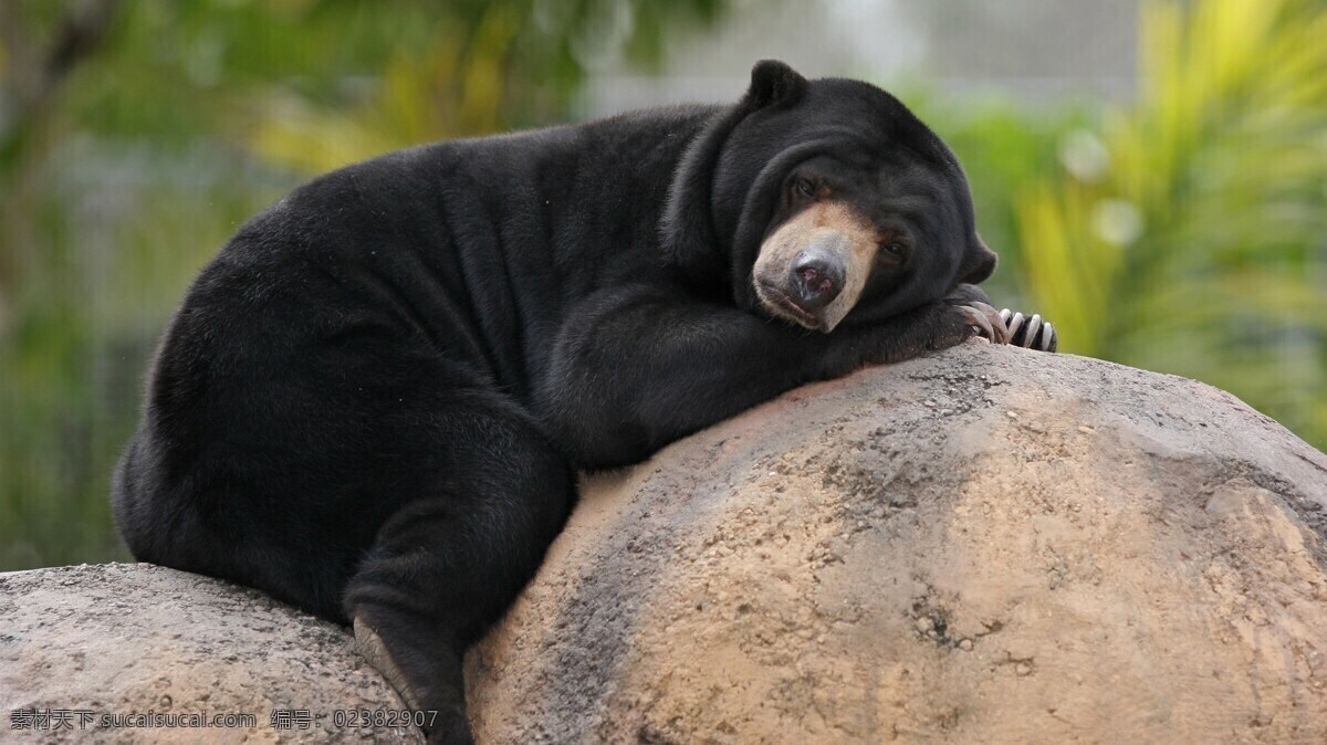 黑熊 狗熊 野生动物 野兽 野生 动物 生物世界