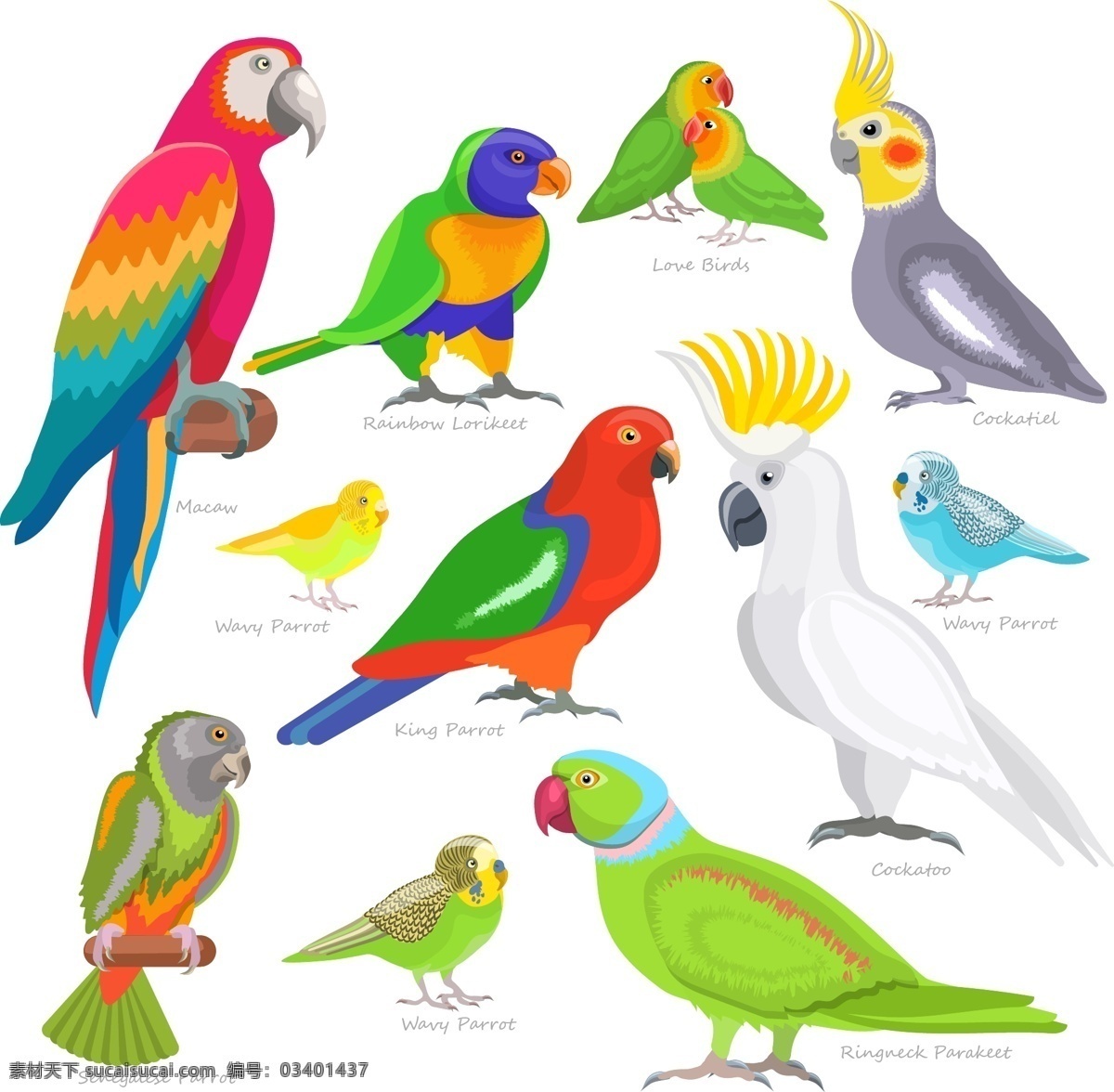 鳥 矢量圖鸚鵡 卡通鸚鵡 漫畫鸚鵡 手繪鸚鵡 動物 飛鳥 小鳥 禽類 寵物 海盜