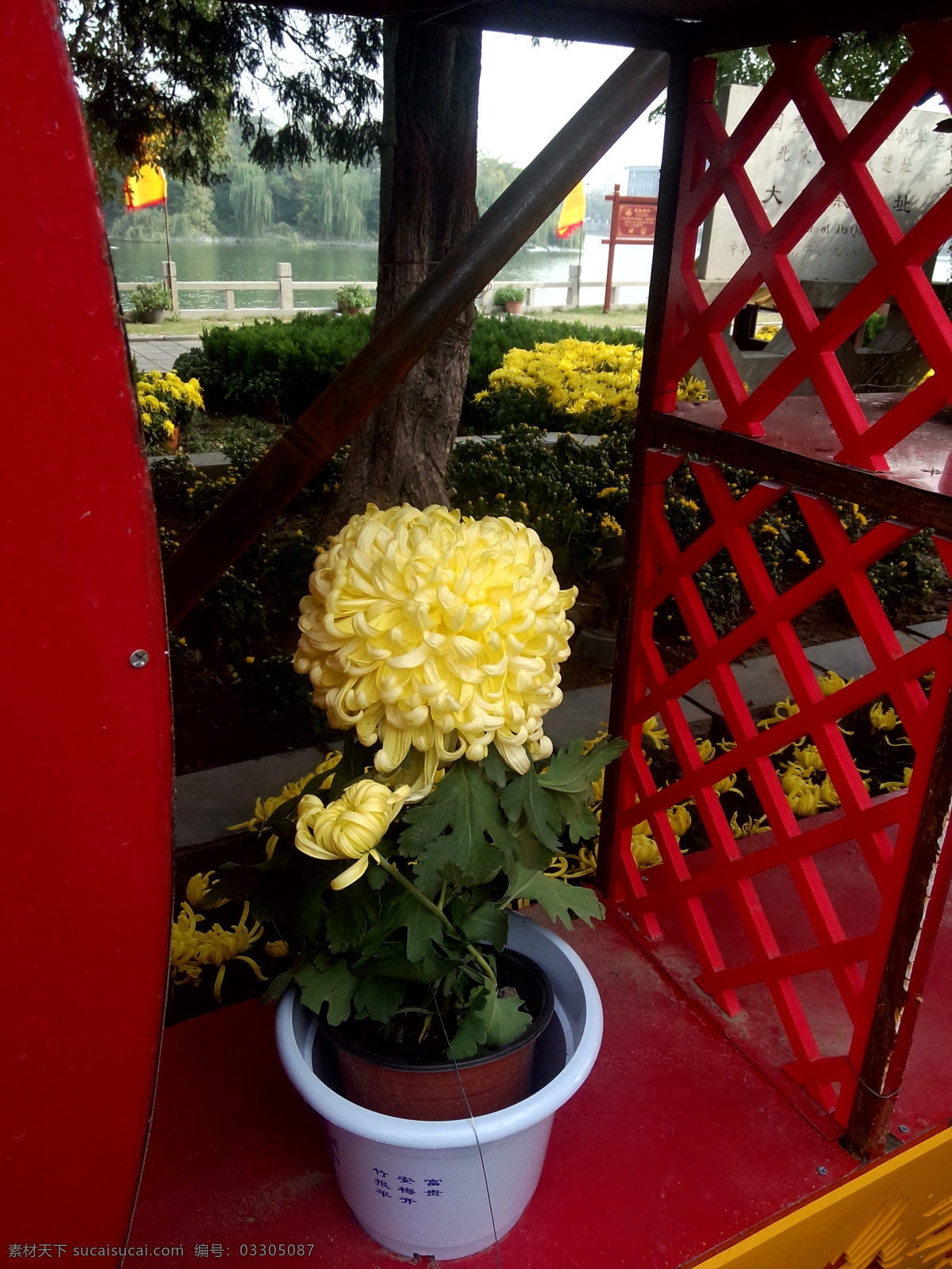 菊花攝影 菊花 鮮花 菊 秋菊 秋天的菊 攝影圖 生物世界 花草 黑色