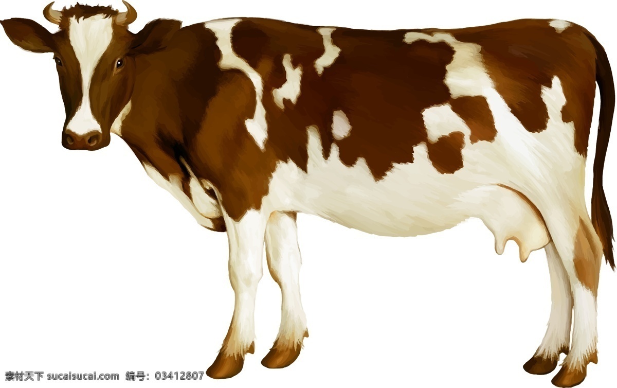 水彩 棕 白花 奶牛 家畜 西门塔尔牛 矢量图 eps格式 白色