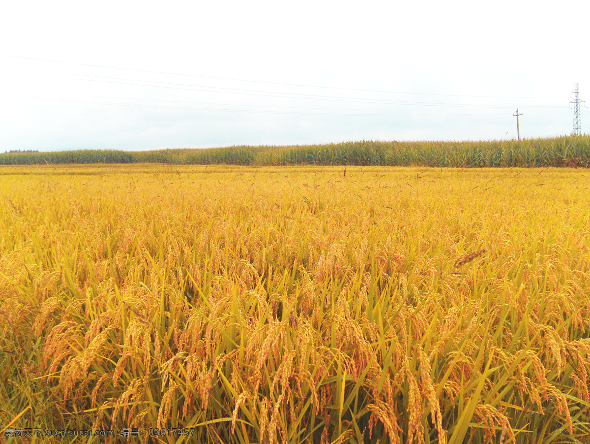 一望无际 稻田 金色稻田 麦田 水稻 丰收的季节 金色水稻 自然景观 田园风光
