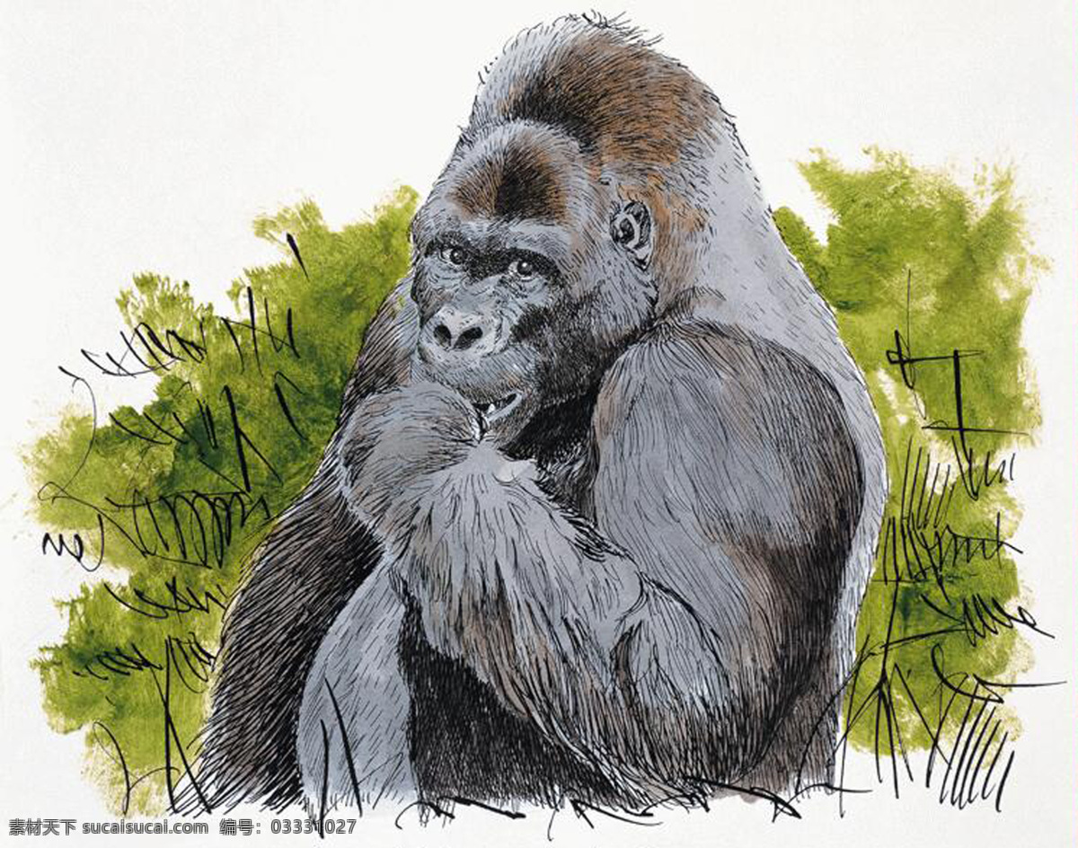 大猩猩 灵长动物 动物插图30 设计素材 其它动物 动物插图 书画美术 白色