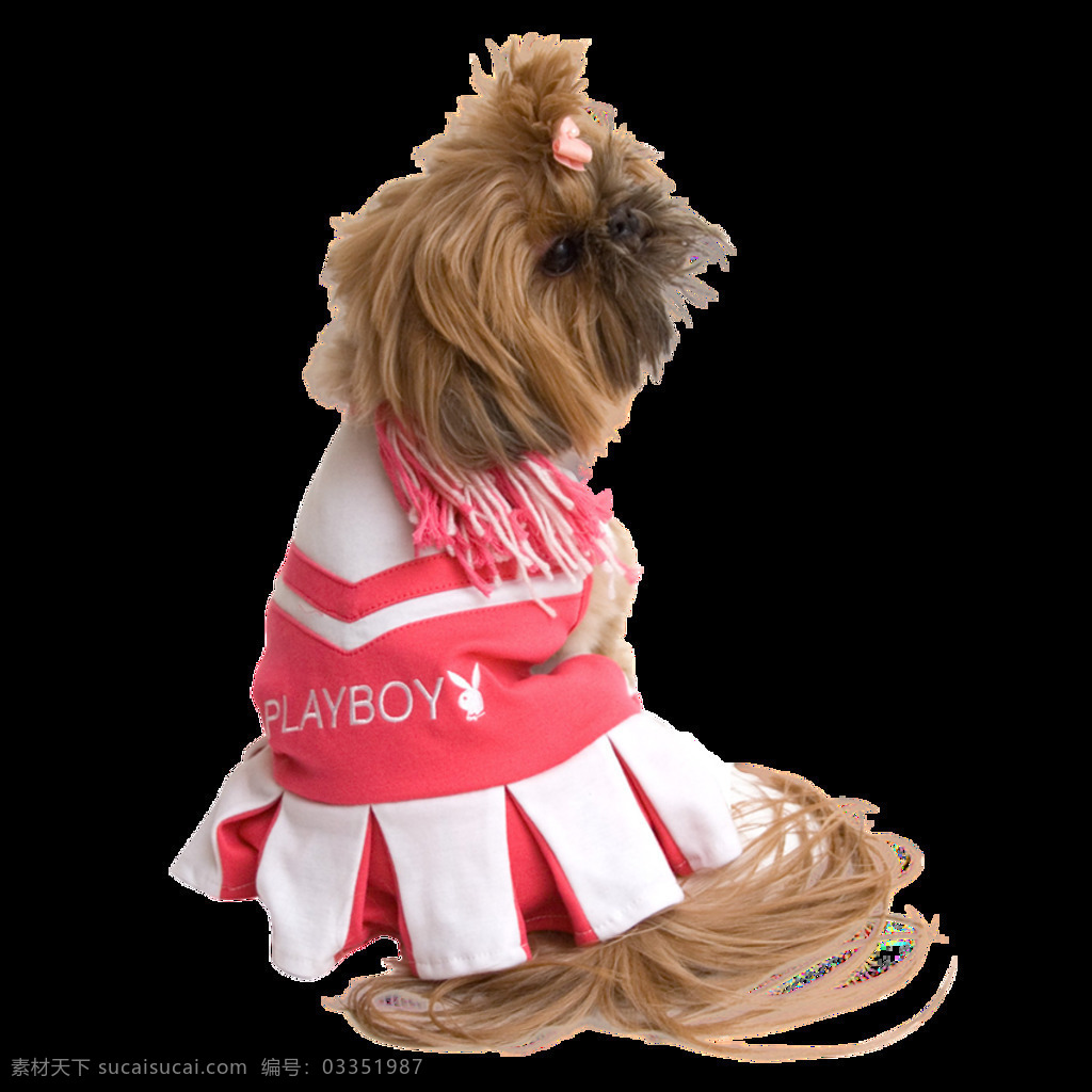 帅气 可爱 褐色 小狗 产品 实物 产品实物 宠物狗 粉色衣服 生肖狗 棕色小狗