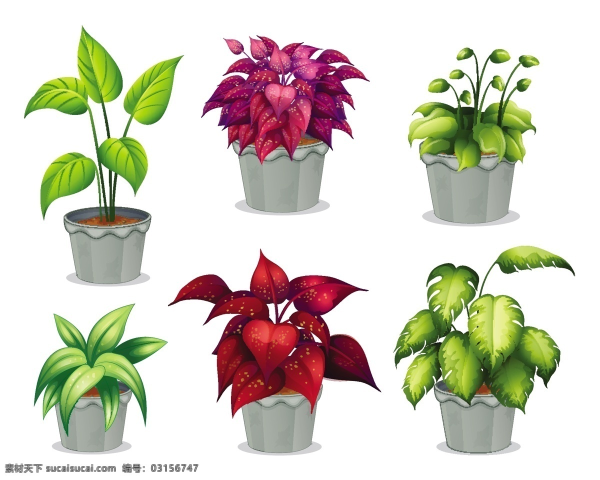 室內(nèi)植物盆栽 植物 盆栽 白色