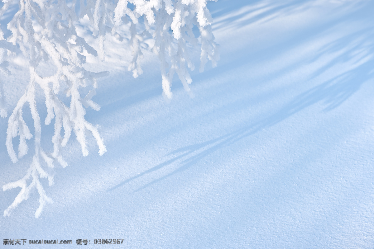 自然風(fēng)光攝影 樹 大樹 雪 雪地 冬天 冬季 自然風(fēng)光 景區(qū) 花草樹木 生物世界 白色
