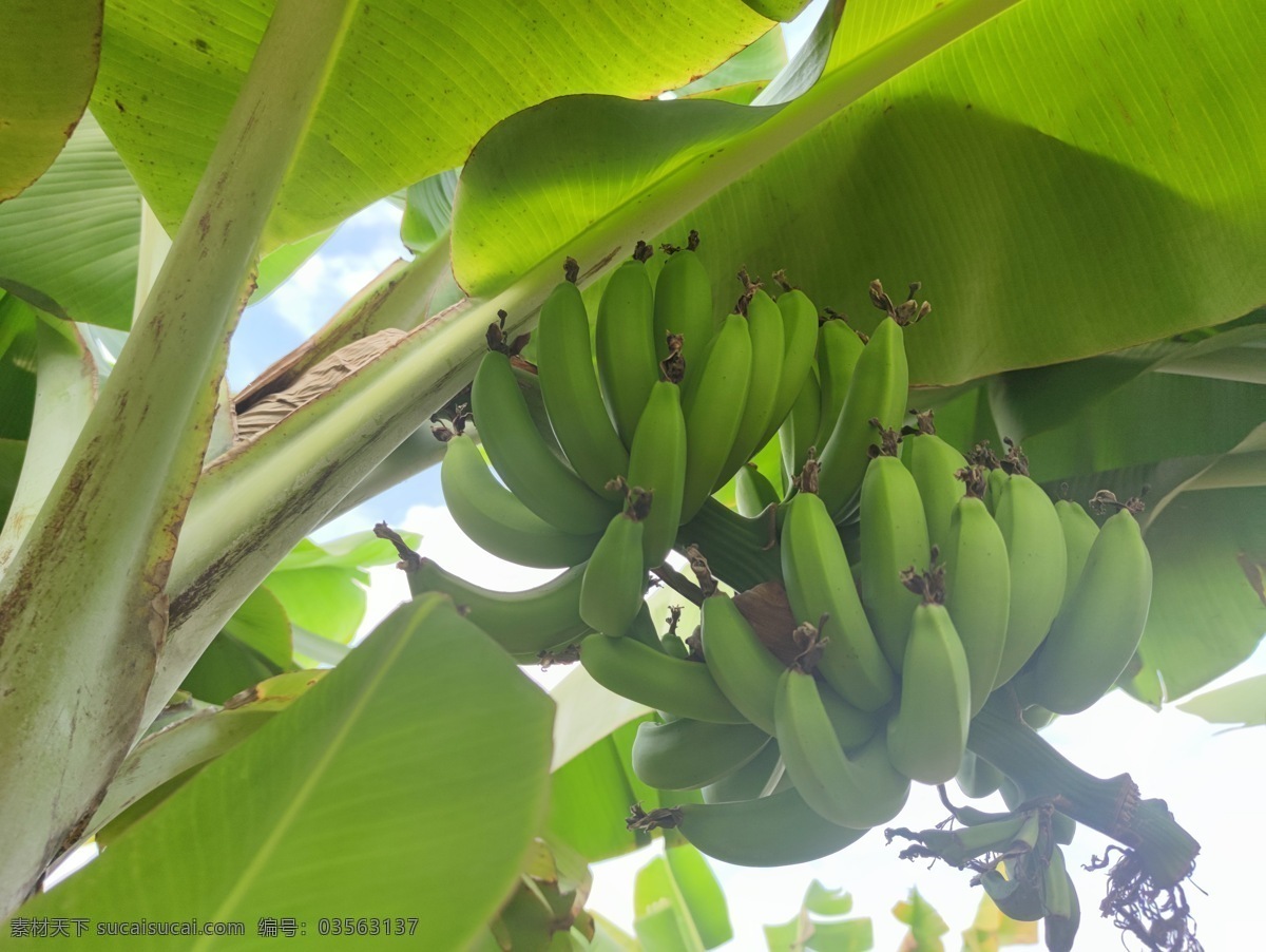 香蕉 果园 水果图片 园林设计 绿植 园林 香蕉林 海报 绿色水果 植物 自然景观 田园风光