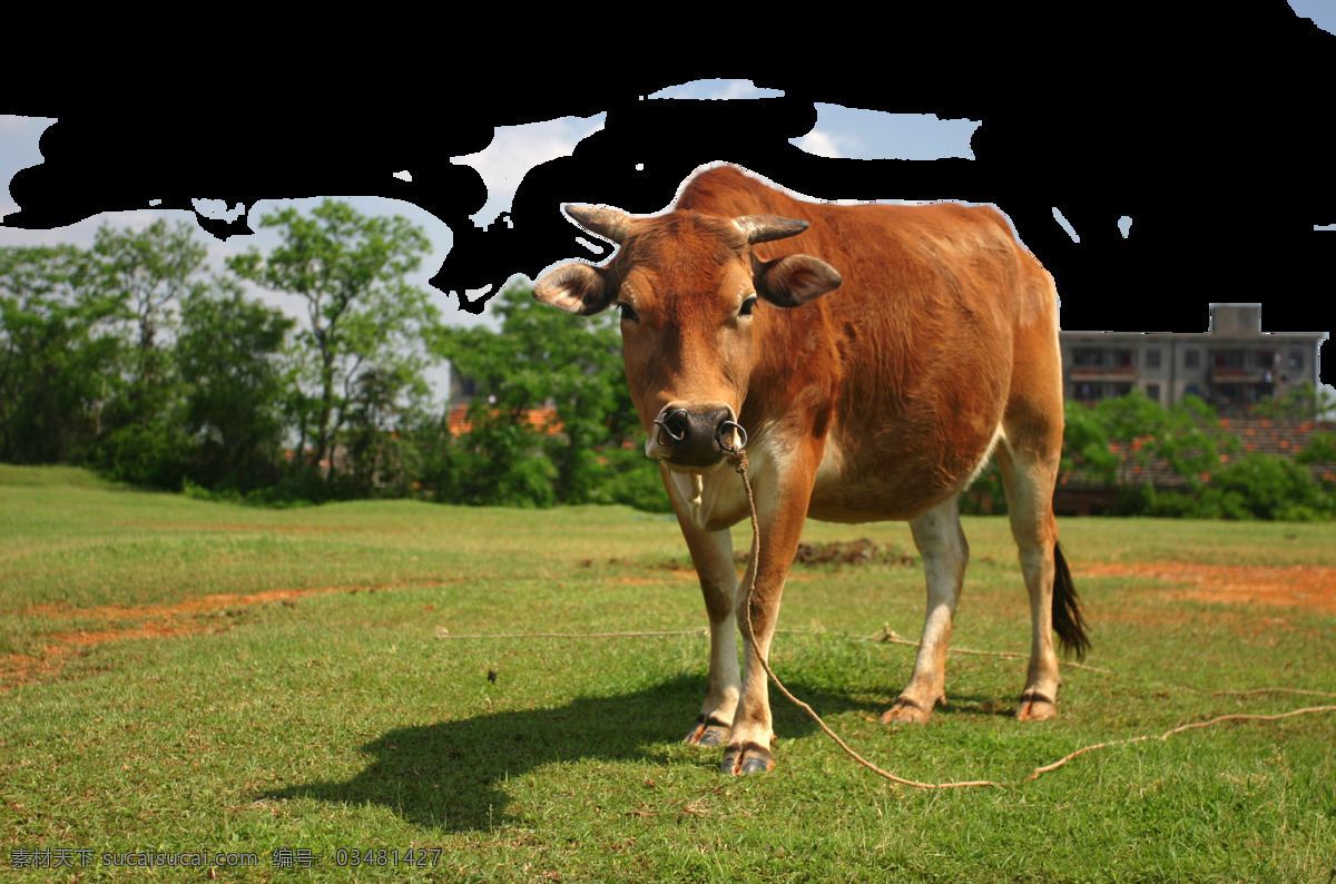 牧牛抠图图片 牧牛 抠图 牛 绿 站