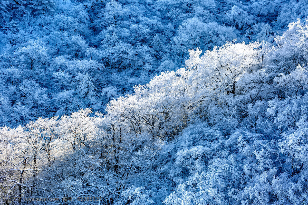 雾凇 冬天 自然 雪景 森林 自然景观 自然风景