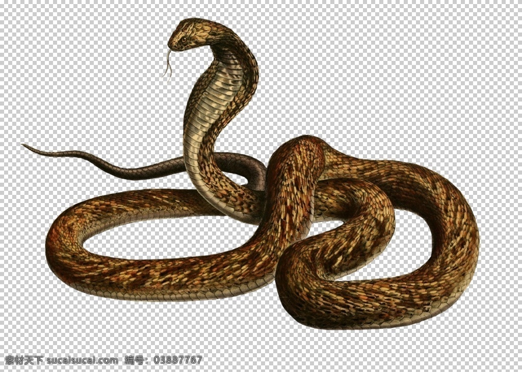 眼镜蛇 蛇 插画 卡通 动漫 毒 动物 巨蛇 动物世界 生物世界 野生动物