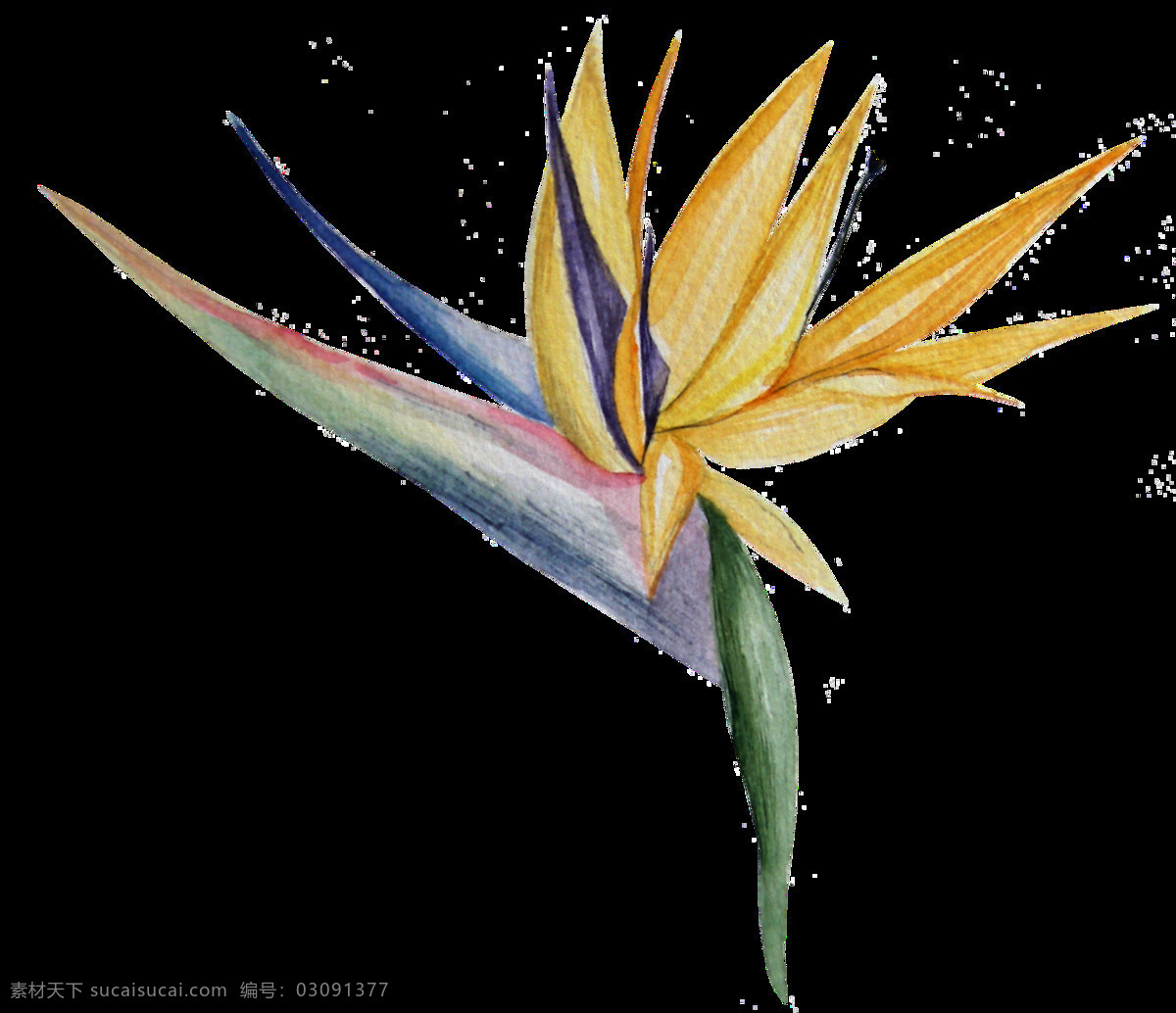 手绘 株 观赏植物 透明 鹤望兰 黄色 蓝色 绿色 免扣素材 水彩 透明素材 装饰图案