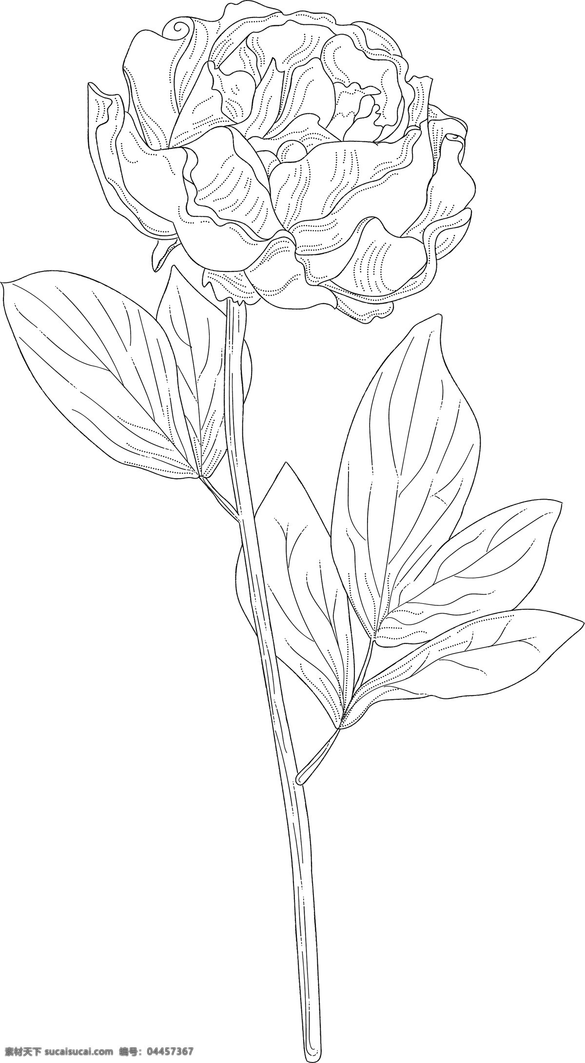 线 稿 图 绘画 植物 花朵 简笔线条 线条绘画 植物花朵 树枝 绘画线条 线稿图 巴洛克风格 文化艺术 绘画书法