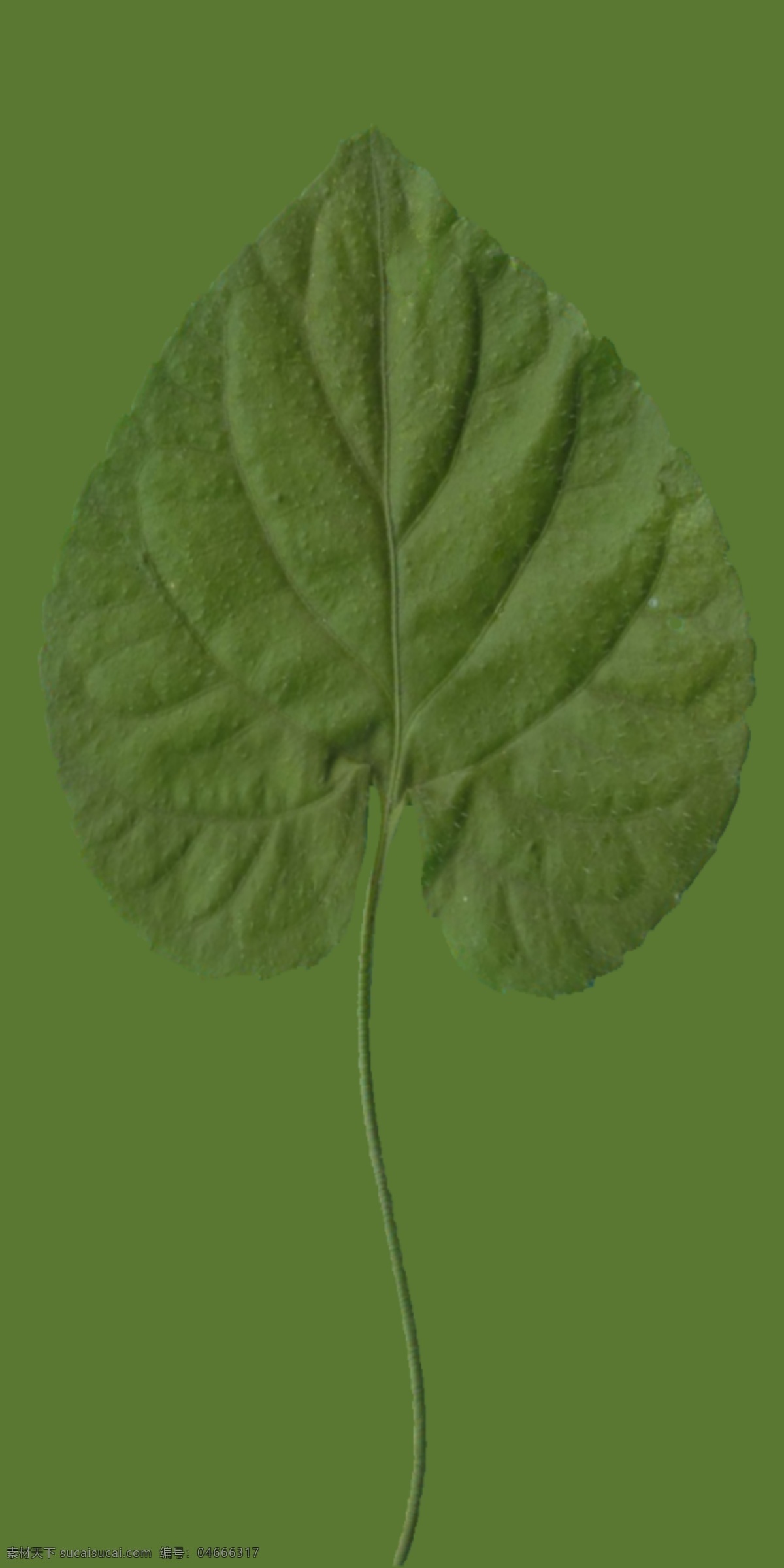 植物 花草 裝飾 室內(nèi)裝飾 用品 3d模型素材 裝飾素材 室內(nèi)裝飾用品 花草3d模型 花草裝飾素材 家居裝飾素材 室內(nèi)裝飾用圖