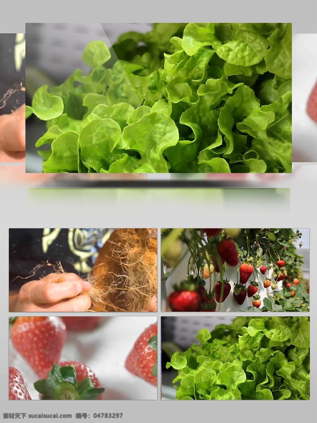 外国 草莓 种植 制作 视频 草莓制作 草莓种植 视频素材 新鲜水果