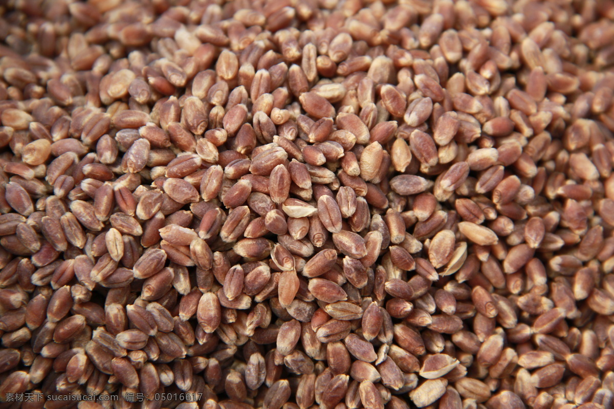 黑小麦 小麦 粮食 合作社小麦 生态小麦 食物原料 餐饮美食