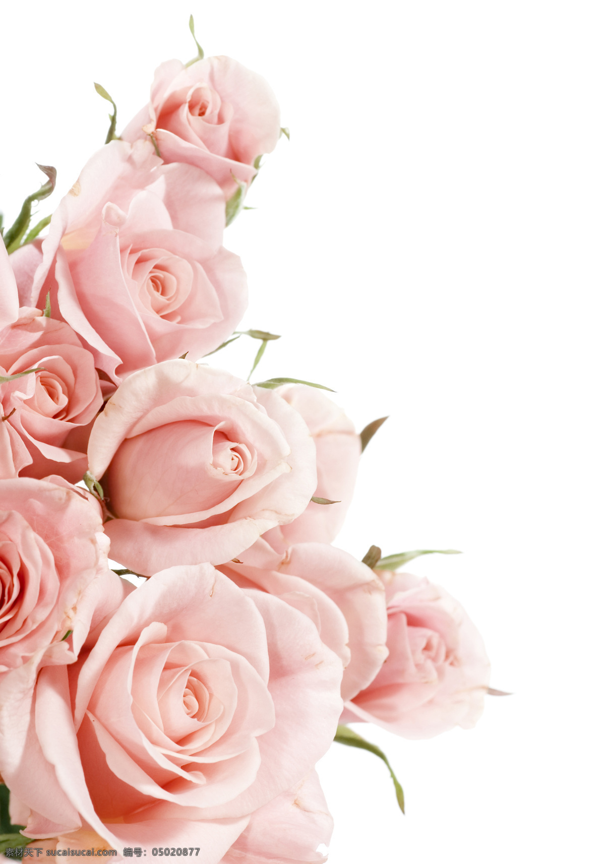 粉色 玫瑰花 拍摄 素材图片 花束 玫瑰 植物 花卉 装饰 鲜花 红色 浪漫 红玫瑰 束鲜花 红色玫瑰 玫瑰花束 生物世界 花草