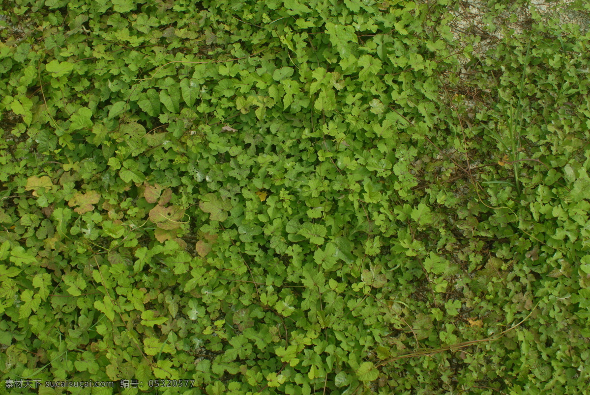 綠葉 墻面 覆蓋 爬山虎 樹木樹葉 生物世界